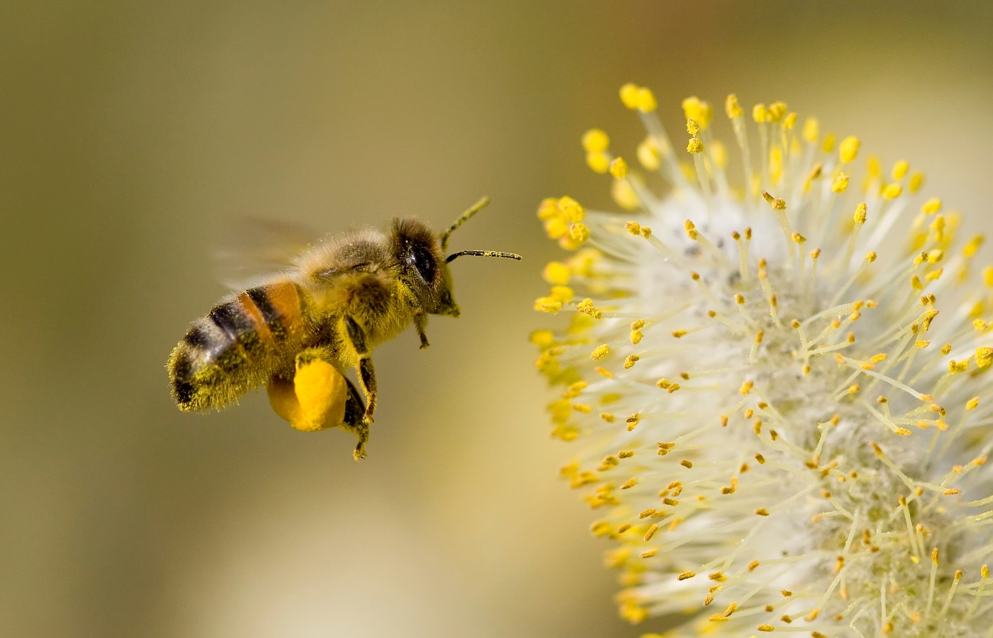 A honeybee with a full load of pollen flies toward a yellow willow catkin dusted with pollen