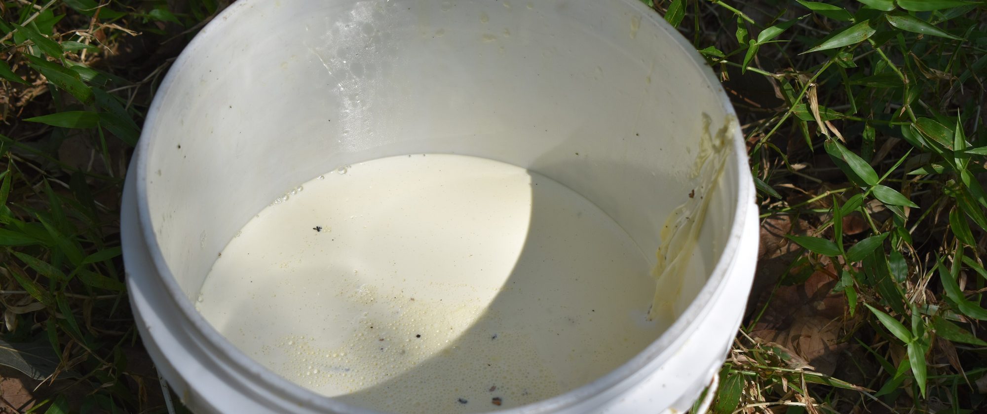 A white plastic bucket holding milky white liquid, set on grass