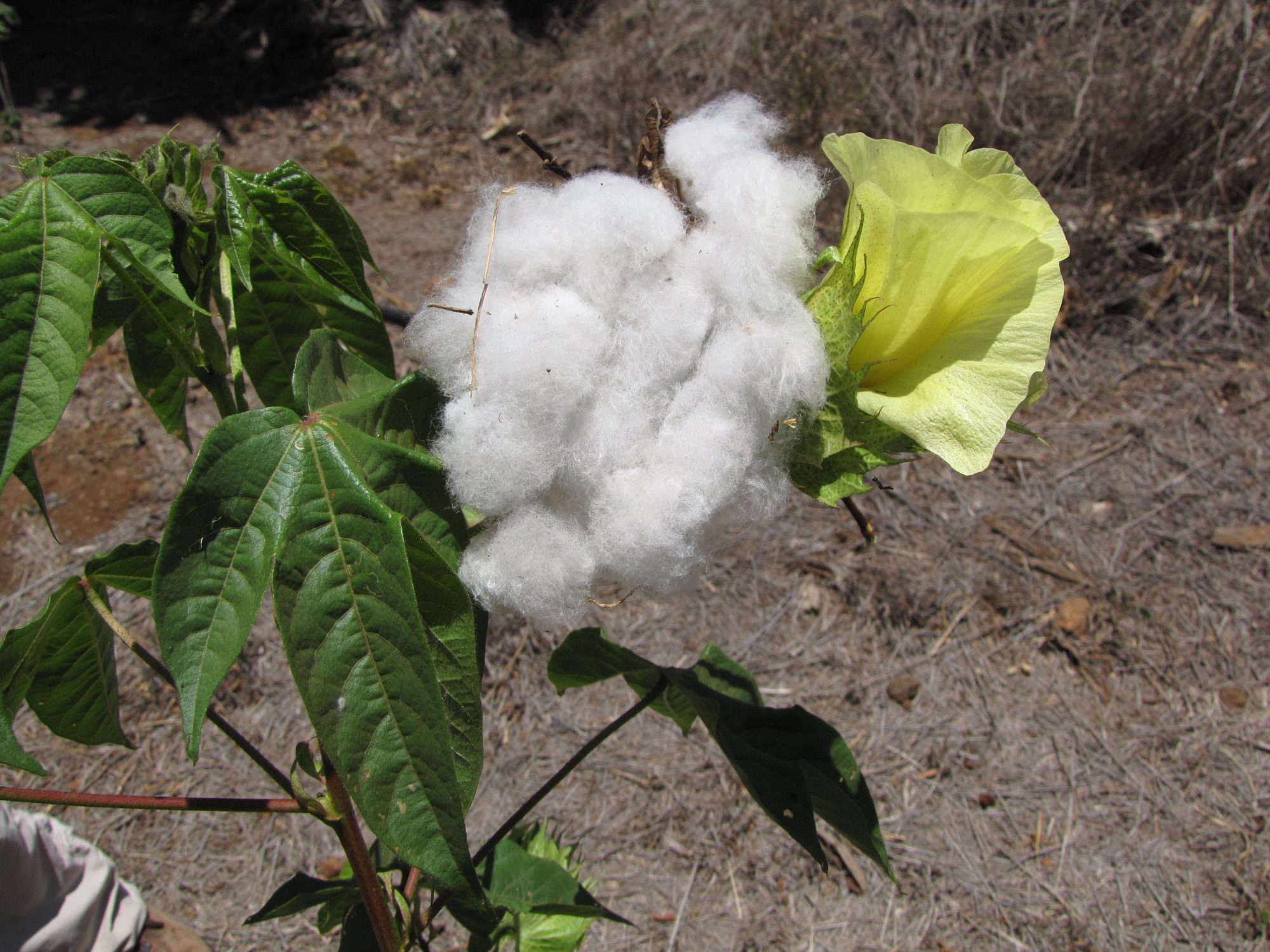 An open cotton boll with white fibres beside a pale yellow flower and green leaves on the plant