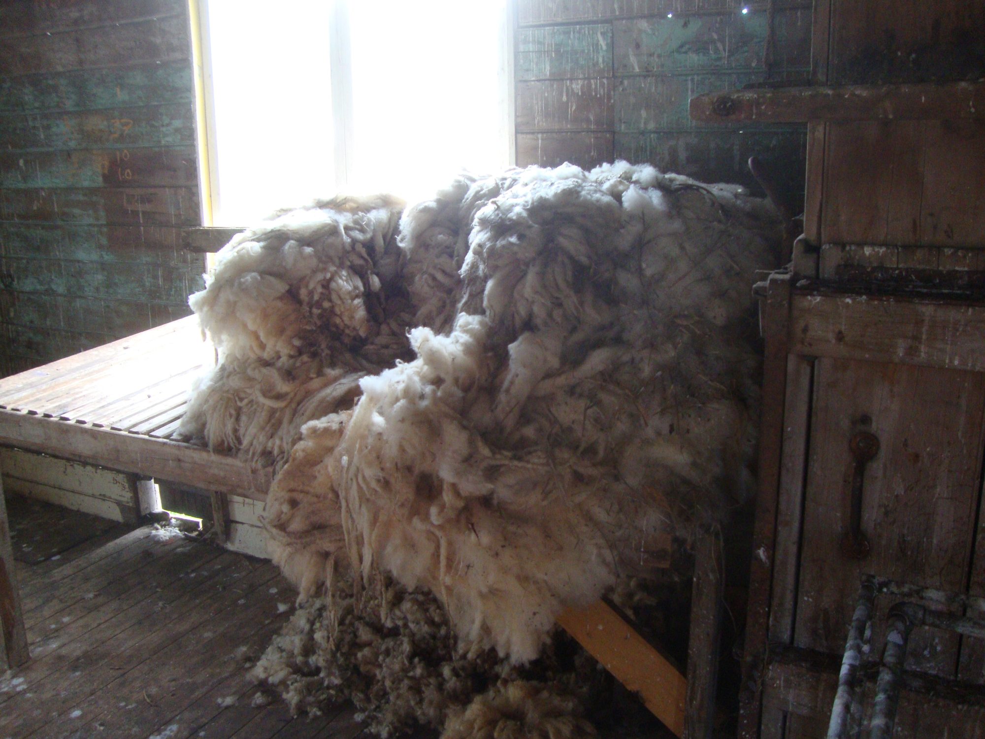 A heap of unwashed sheep fleece lying on a wooden bench in a dim shed, light from a window behind it